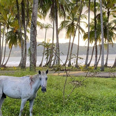 Luxury Jungle On A Budget Wisdom Bnb Bed and Breakfast Puerto Carrillo Exterior foto