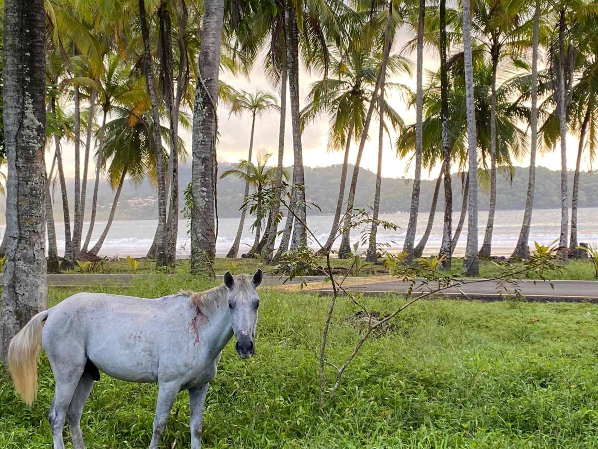 Luxury Jungle On A Budget Wisdom Bnb Bed and Breakfast Puerto Carrillo Exterior foto